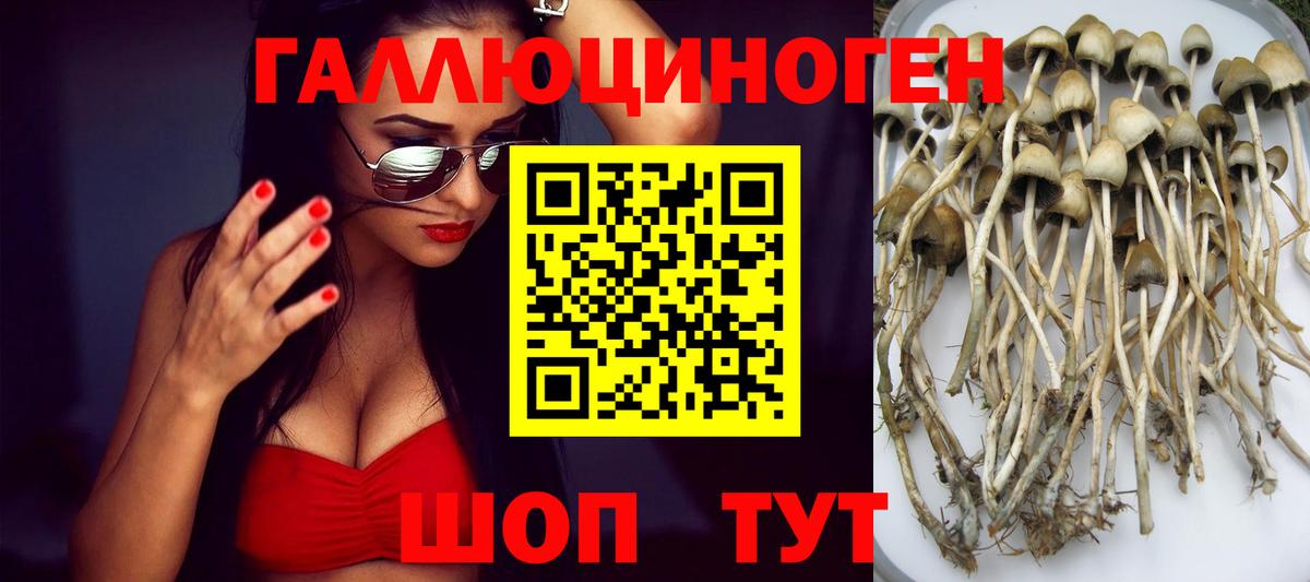 Псилоцибиновые грибы Psilocybine cubensis Александров